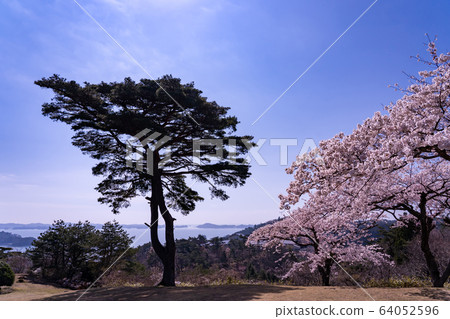 宮城縣松島町,盛開的櫻花,春天回來的松公園,春天的松島灣 宮城縣松島町,盛開的櫻花,春天回來的松公園,春天的松島灣 64052596