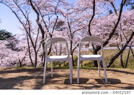 Miyagi Prefecture Matsushima Town Cherry blossoms in full bloom and Matsu Park in the West Return to cherry blossom viewing chairs 64052597