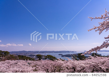 Matsushima Town, Miyagi Prefecture, cherry blossoms in full bloom and Matsu Park in the spring back, Matsushima Bay in spring 64052598