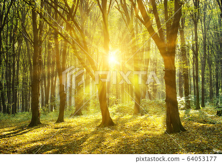 forest 64053177