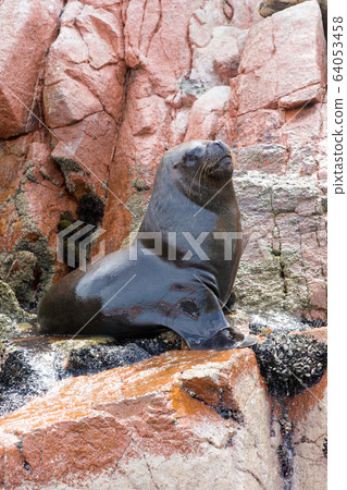 Fur seal rests on rock Fur seal rests on rock 64053458
