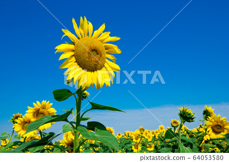 Sunflower field with cloudy blue sky Sunflower field with cloudy blue sky 64053580