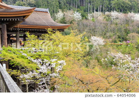 Kiyomizu-dera cherry blossoms after renovation 64054006