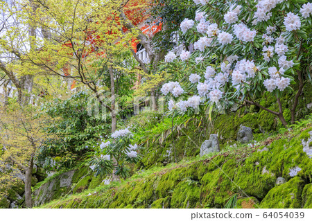 Kiyomizu-dera cherry blossoms after renovation Kiyomizu-dera cherry blossoms after renovation 64054039