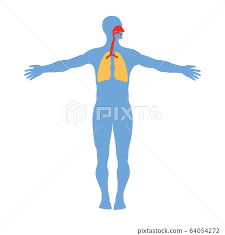 Human respiratory system anatomy, isolated on Human respiratory system anatomy, isolated on 64054272