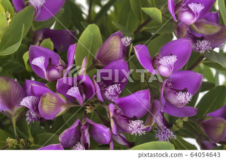 Polygala myrtifolia in studio 64054643