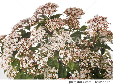 Viburnum tinus in studio 64054646