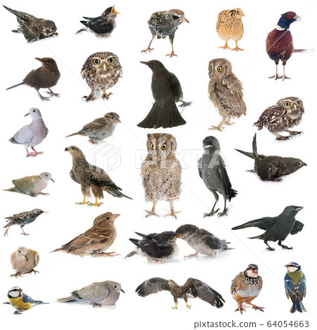 group of wild birds 64054663