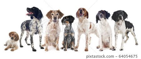 brittany dogs in studio 64054675