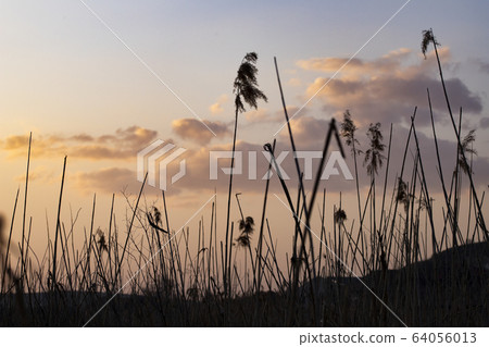 dry cane at sunset nature background dry cane at sunset nature background 64056013