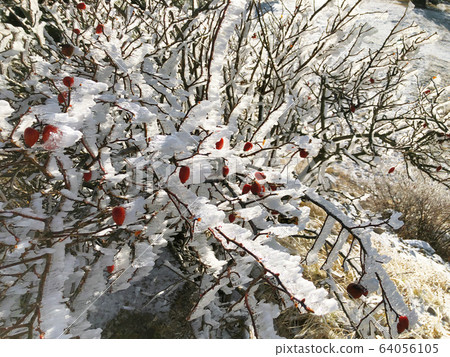 Russian winter red iced rosehip covered in snow Russian winter red iced rosehip covered in snow 64056105