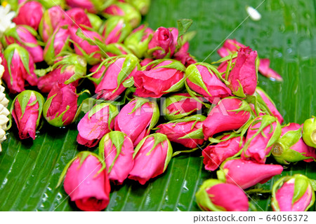 Opening buds of a pink rose 64056372