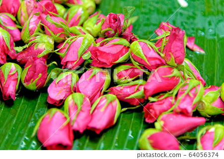 Opening buds of a pink rose 64056374