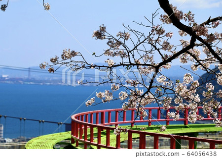 Cherry blossoms and amusement parks 64056438