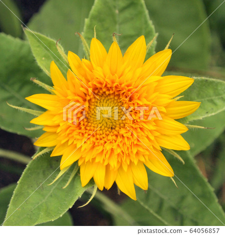 yellow flowers background 64056857