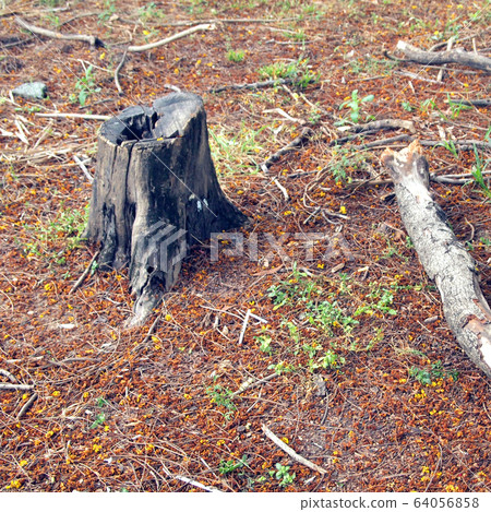 photo of a tree stump photo of a tree stump 64056858