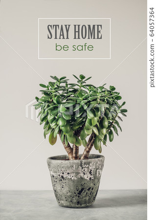Houseplant Crassula ovata jade plant money tree: concept of self quarantine at home as preventative measure against virus outbreak Houseplant Crassula ovata jade plant money tree: concept of self quarantine at home as preventative measure against virus outbreak 64057364