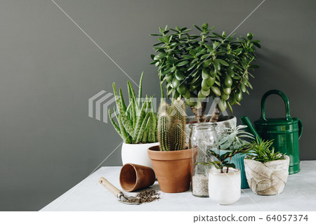 Collection of various cactus and succulent plants in different pots. Home decor and gardening concept. Collection of various cactus and succulent plants in different pots. Home decor and gardening concept. 64057374