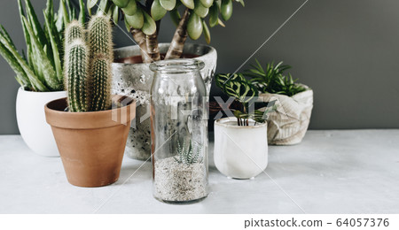 Collection of various cactus and succulent plants in different pots. Home decor and gardening concept. Collection of various cactus and succulent plants in different pots. Home decor and gardening concept. 64057376