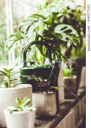 Potted green plants on window. Home decor and gardening concept Potted green plants on window. Home decor and gardening concept 64057381