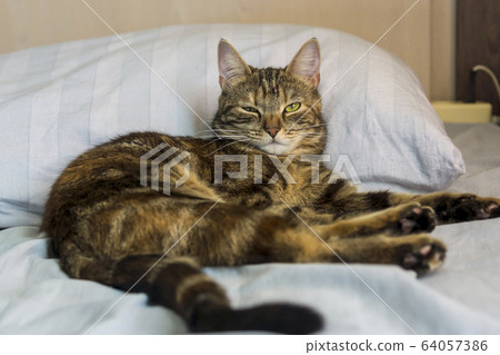 Sleeping on the bed young cat peeps with one eye 64057386