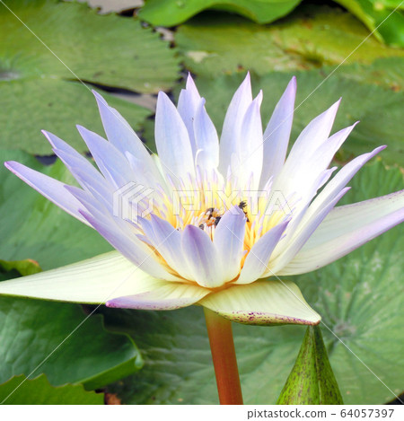 Single Lotus 64057397