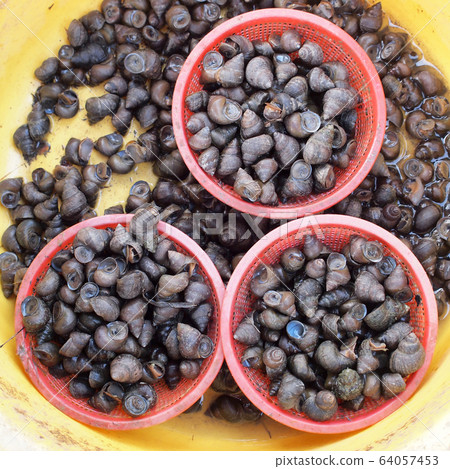 background of periwinkles 64057453