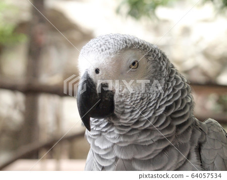 Macaw parrot Macaw parrot 64057534