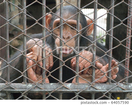 Monkey in a cage 64057590