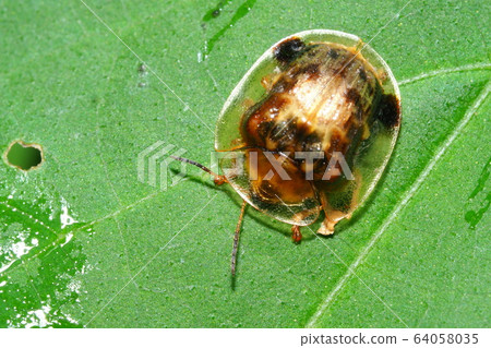 Ichimonji Cameloticus 64058035