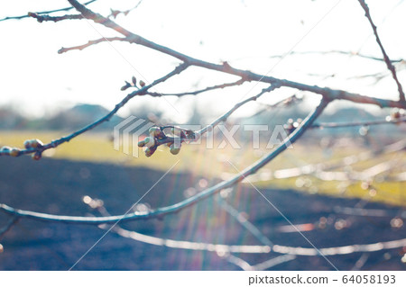 tree branch with buds background 64058193