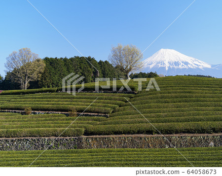 Tea field (spring) 64058673