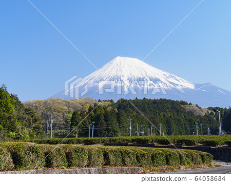 Tea field (spring) 64058684