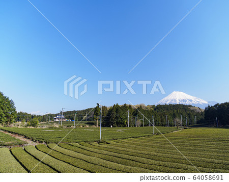 Tea field (spring) Tea field (spring) 64058691