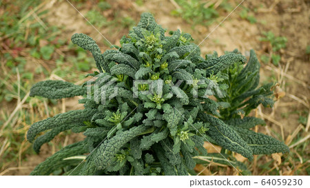 Lacinato winter tuscan kale cabbage plant leaf harvest vegetables Brassica oleracea kale bush, cavolo nero Italian resistant frost in the garden farm field with clays soil clay, Tuscany Italy, farm 64059230