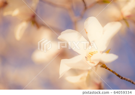 Kobushi花 Kobushi花 64059334