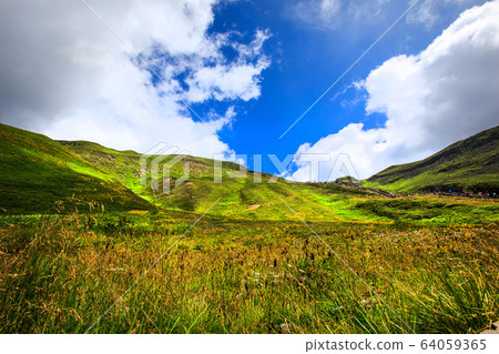 白頭山Seopa Area的野花天堂 64059365