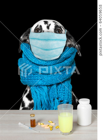 Dog face in medical mask closeup, concept virus, coronavirus, protection. Isolated on black Dog face in medical mask closeup, concept virus, coronavirus, protection. Isolated on black 64059658