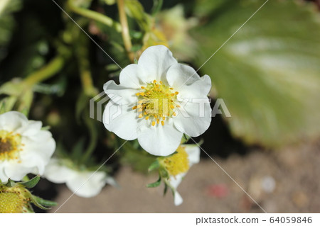 草莓花 64059846