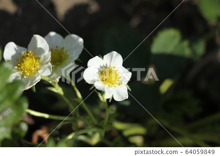 草莓花 64059849