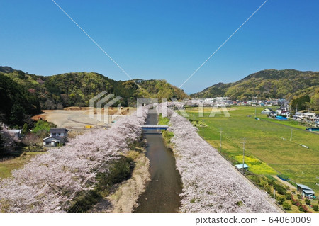 松崎町一排櫻桃樹 64060009