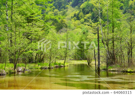 Kamikochi Tashiroike fresh green Kamikochi Tashiroike fresh green 64060315