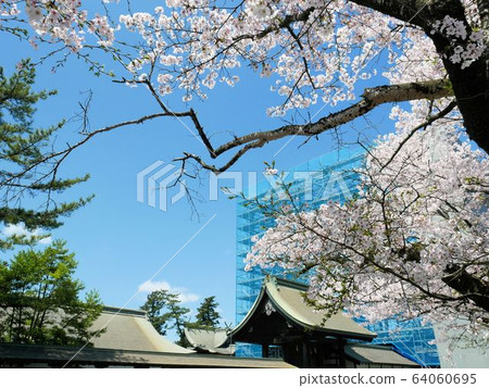 修復工作中的阿蘇神社和櫻花盛開(熊本縣阿蘇市) 修復工作中的阿蘇神社和櫻花盛開(熊本縣阿蘇市) 64060695