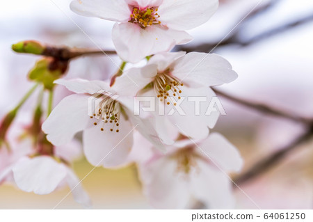 宮城縣小川原町附近的市m櫻花盛開 64061250