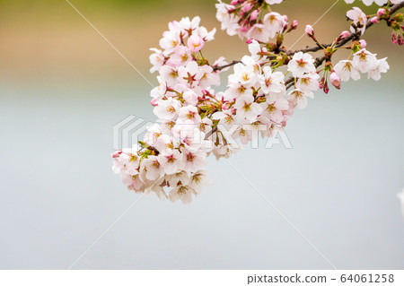 Ichimoku cherry blossoms in full bloom near Ogawara Town, Miyagi Prefecture 64061258