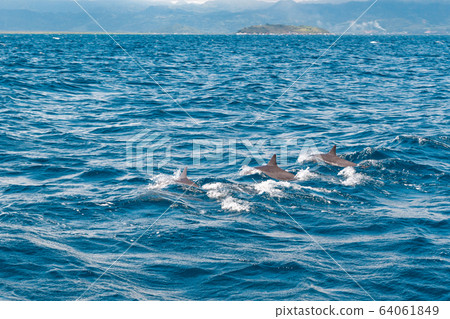 Tourists watch wild dolphins in the sea at Manjuyod White Sand bar 64061849