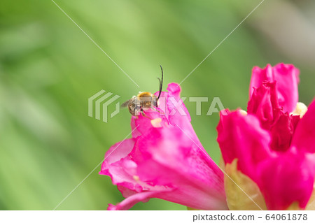 NIPPON HIGENNAGA Honeybee NIPPON HIGENNAGA Honeybee 64061878