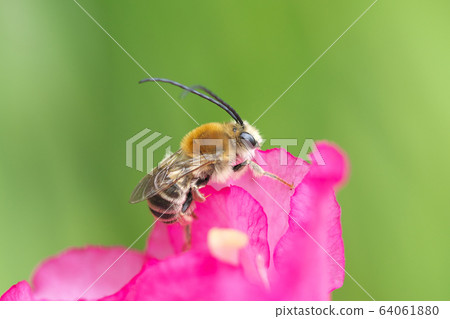 NIPPON HIGENNAGA Honeybee NIPPON HIGENNAGA Honeybee 64061880