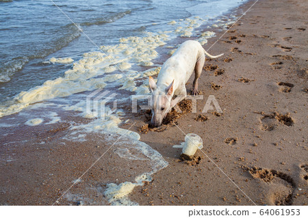 White thai dog digging sandy beach, Dirty Sea foam or Whipping cream ocean, Used plastic glass, Pollution of environmen 64061953