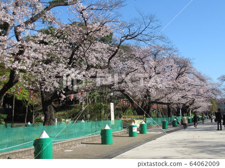上野公園被櫻桃樹封鎖後 上野公園被櫻桃樹封鎖後 64062009
